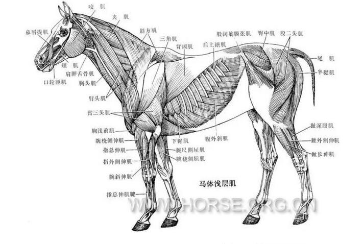马的身体结构剖析